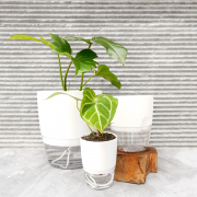 Easy Plant V2 Self Watering Pot Cup Series